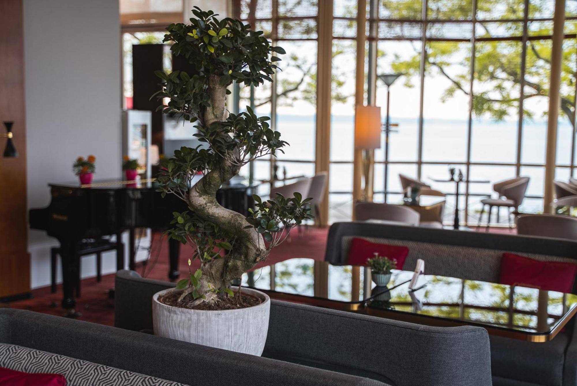 נוישאטל Beau Rivage Hotel מראה חיצוני תמונה Ficus benjamina in a hotel lobby